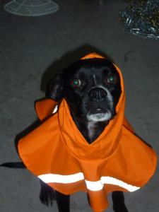 523547_10151028138780528_1248323849_n