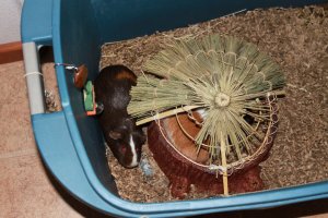 young Cadbury 2010 (and Tres)