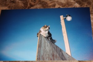 You could definitely tell what level of hockey was played at Fyfe's Backyard Rink... audience seating was pretty limited and heating was nil