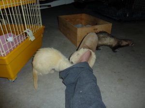 ferrets5