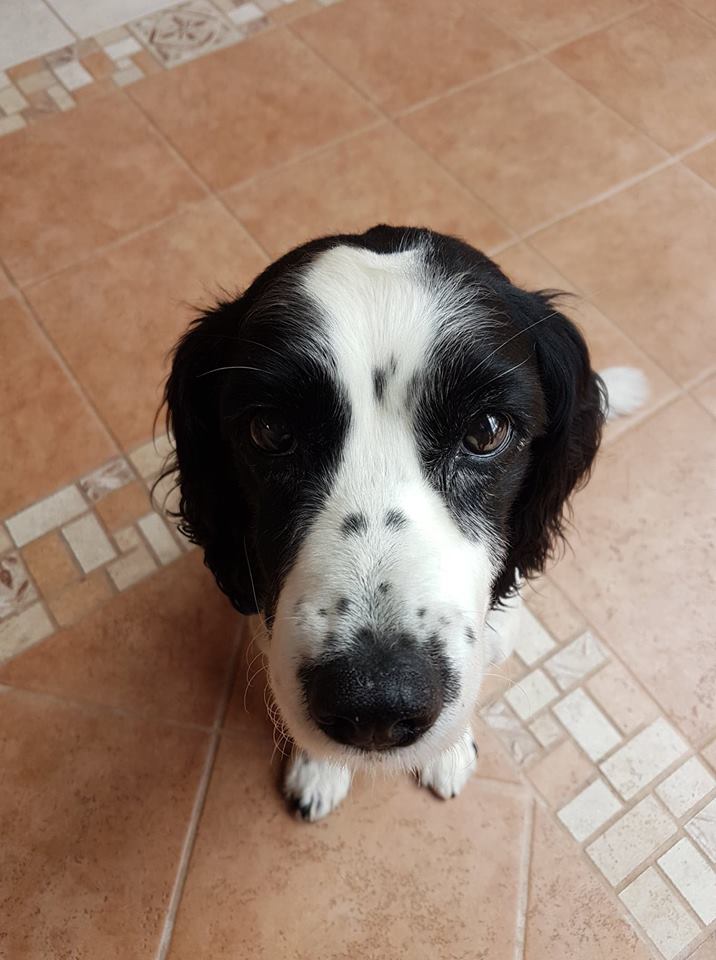 36803747_10155835785677869_4125073108623163392_n