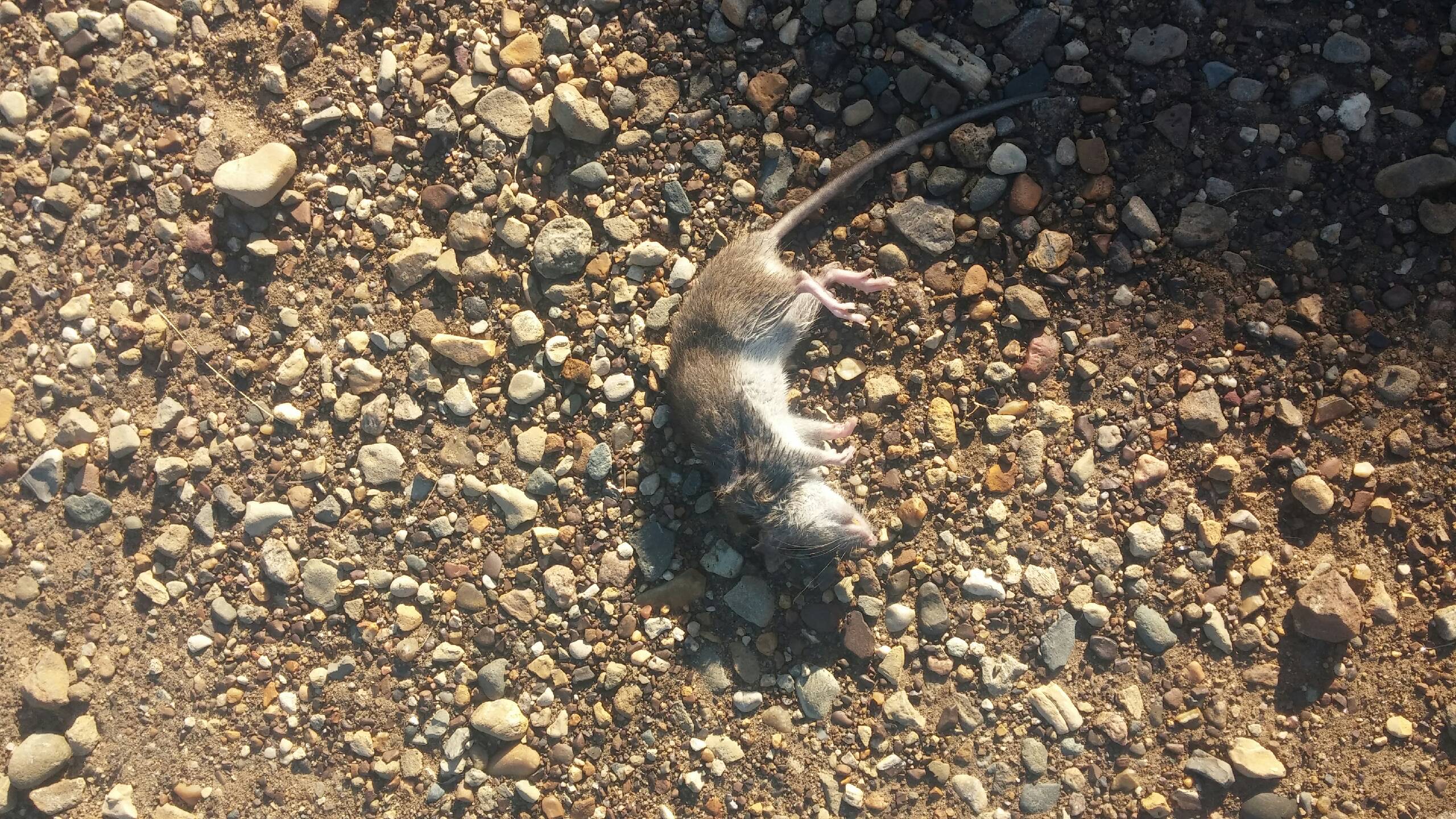 5197CD11-38FD-43EA-88F8-37D2E469B315